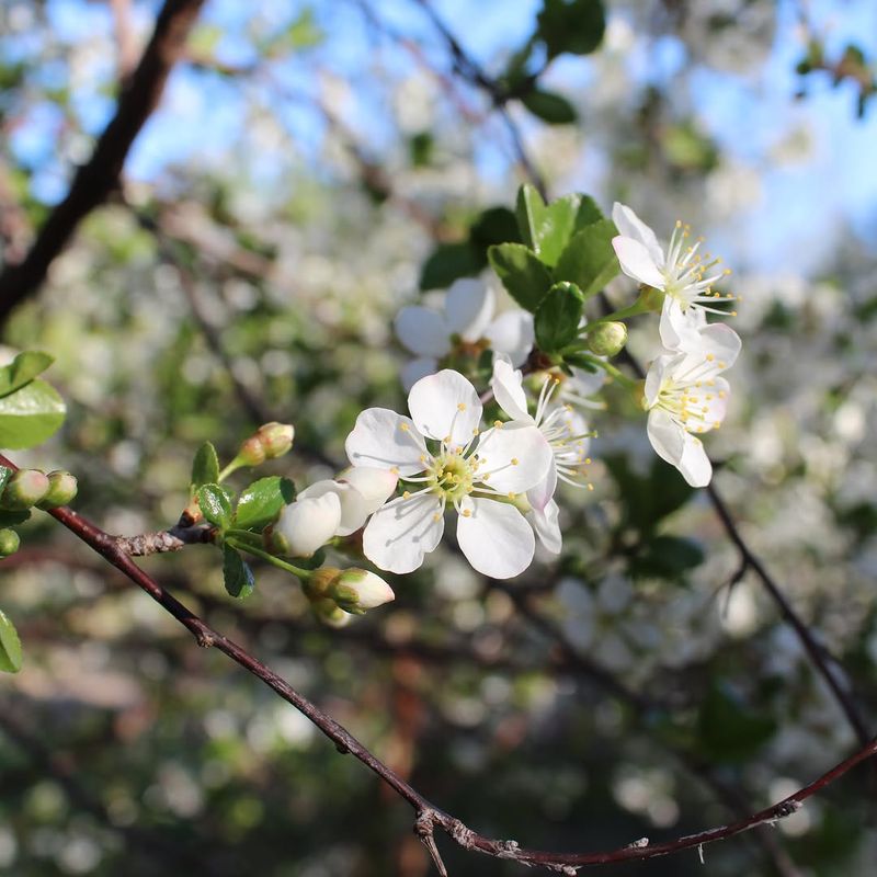 Add American Plum For Wildlife Value