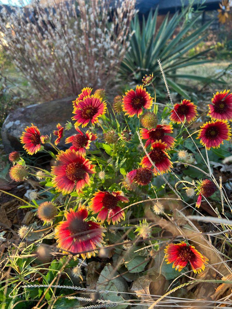 Add Blanket Flower For Sunny Color Add Blanket Flower For Sunny Color