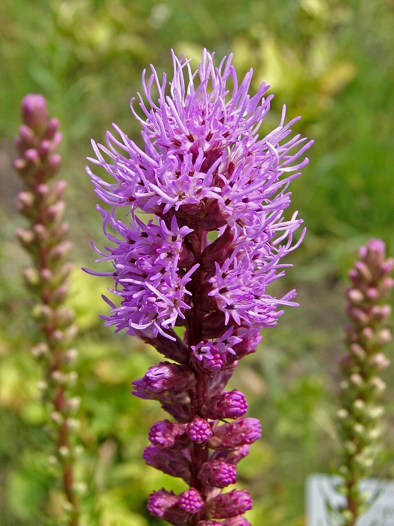Add Blazing Star For Upright Blooms In Hot Beds