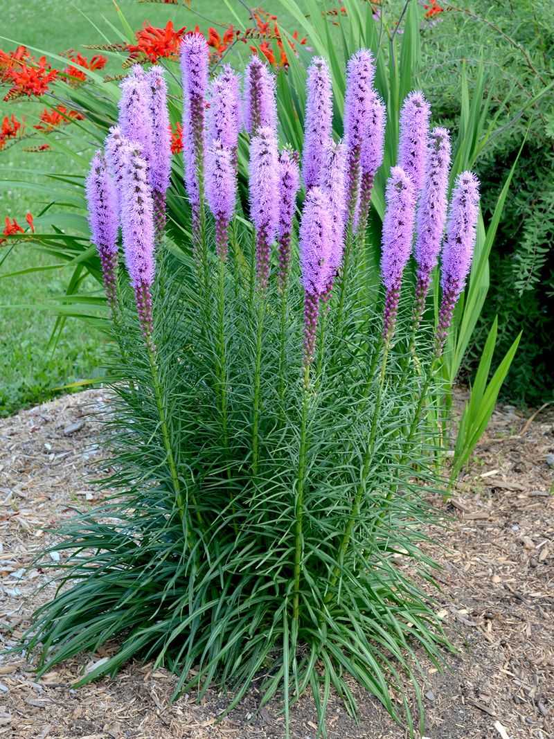Add Blazing Star For Upright July Flower Spikes