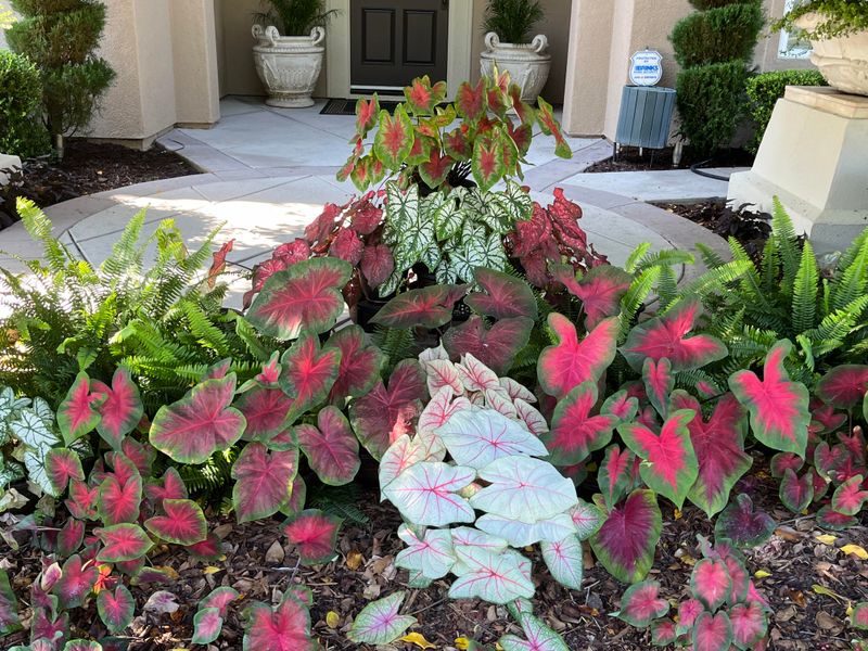 Add Caladiums For Easy Color Add Caladiums For Easy Color