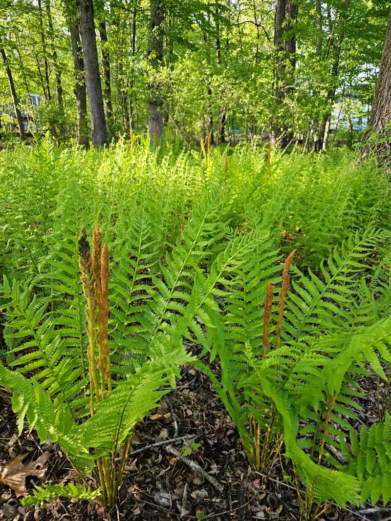 Add Cinnamon Fern For Cool Shade