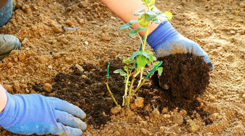 Add Compost Around The Root Zone