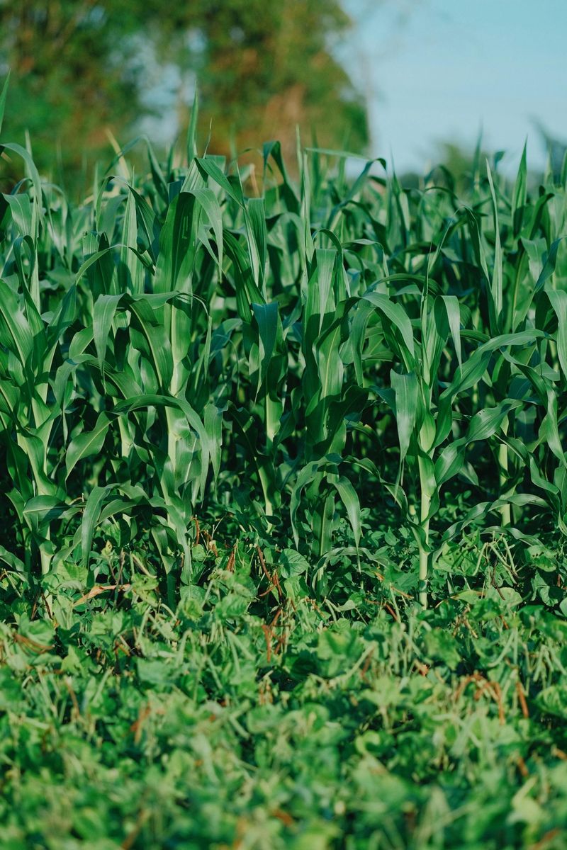 Add Cover Crops Between Seasons