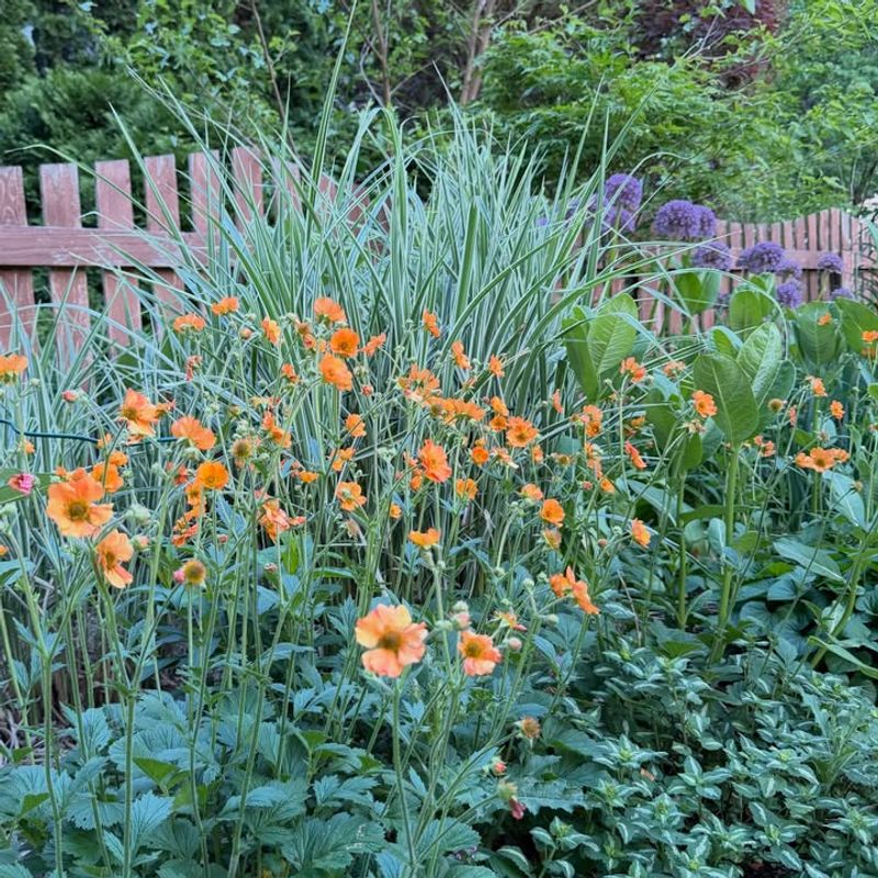Add Daylilies For Color On Gentle Slopes Add Daylilies For Color On Gentle Slopes
