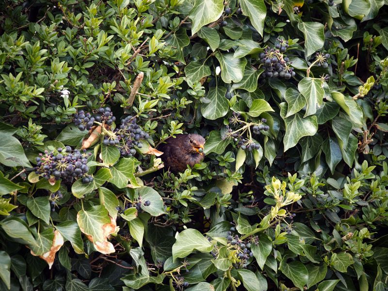Add Dense Shrubs For Cover And Shelter