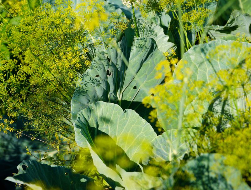 Add Dill Near Cabbage To Attract Beneficial Insects