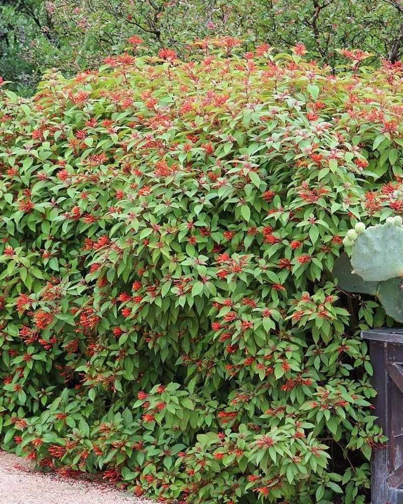 Add Firebush For Expensive Color Add Firebush For Expensive Color