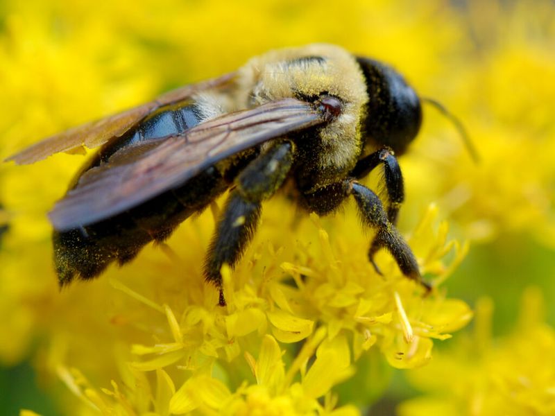 Add Goldenrod For Late Season Nectar