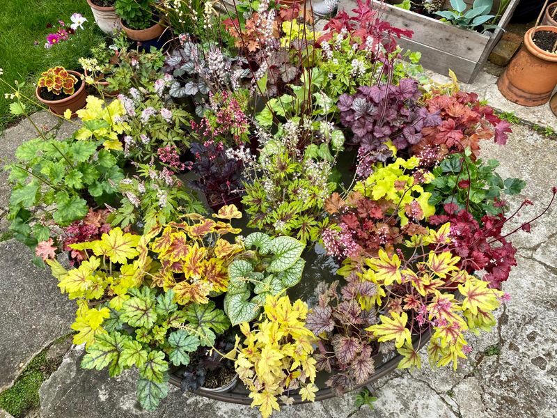 Add Heuchera For Year Round Foliage Add Heuchera For Year Round Foliage