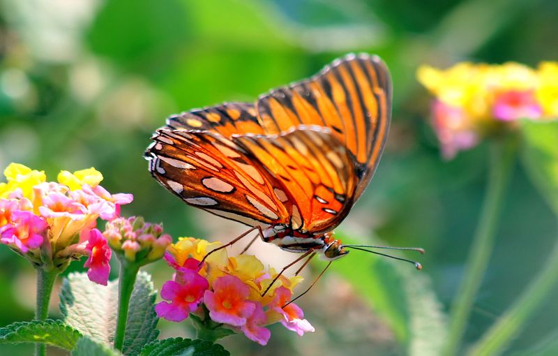 Add Lantana For Heat Loving Blooms