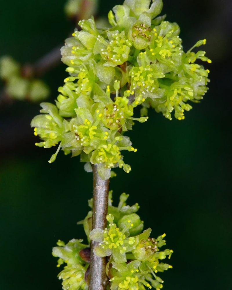 Add Male And Female Plants For Berries Add Male And Female Plants For Berries
