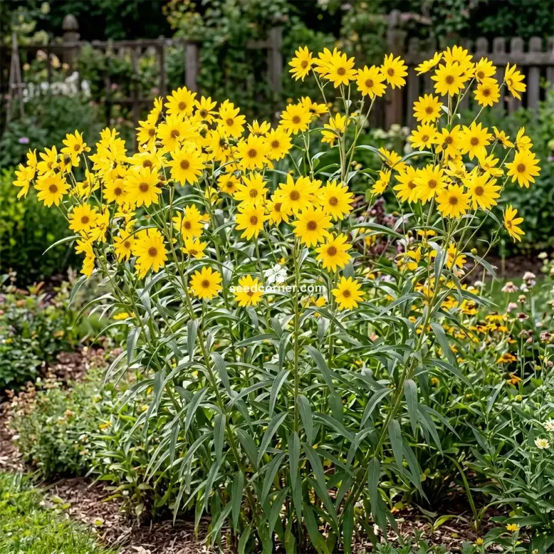 Add Maximilian Sunflower Where A Tall Screen Makes Sense
