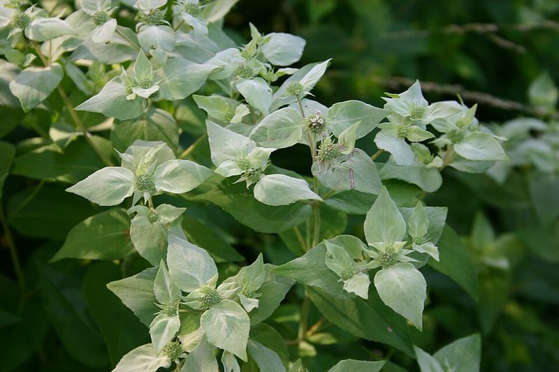 Add Mountain Mint For Pollinators In Sunny Heat