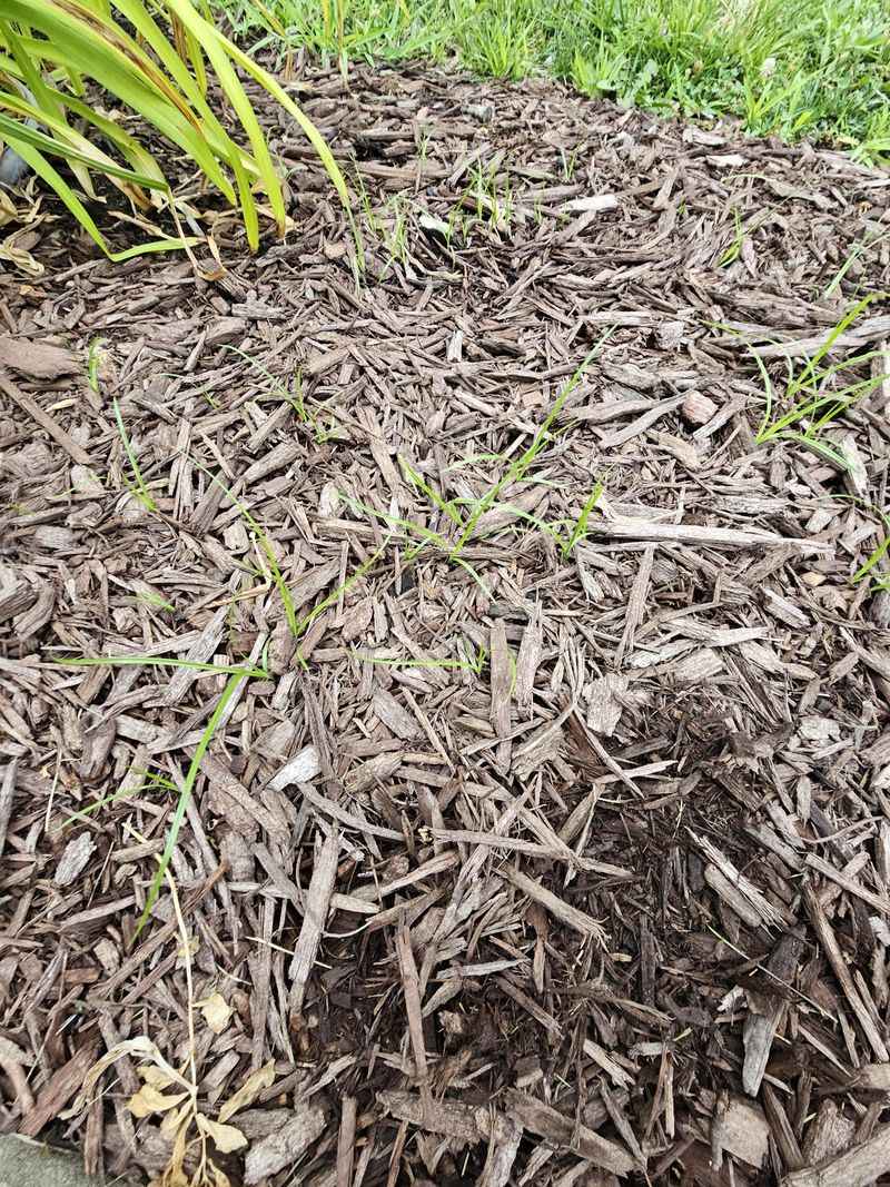 Add Mulch For Moisture Retention Add Mulch For Moisture Retention