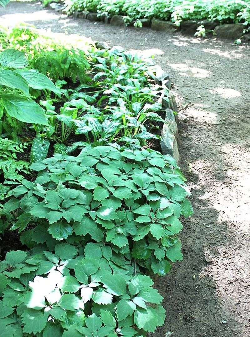Add Mulch To Hold Moisture And Protect The Roots