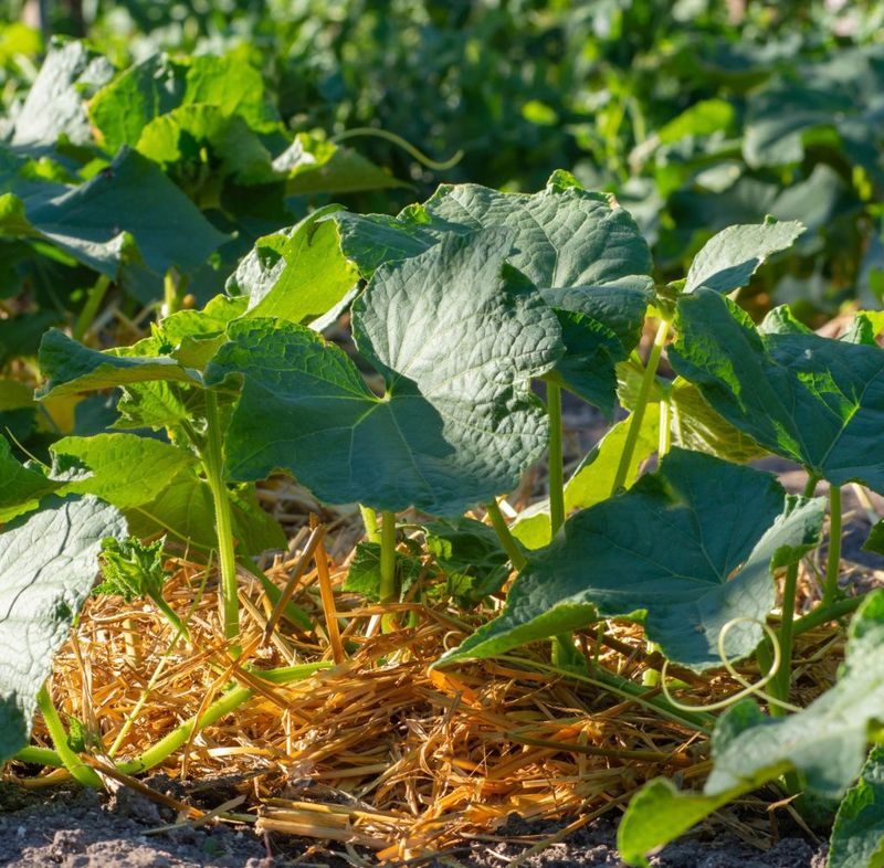 Add Mulch To Hold Moisture And Reduce Splashing
