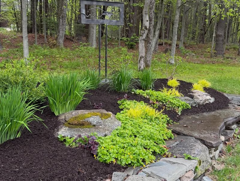 Add Mulch To Hold Moisture Around New Divisions