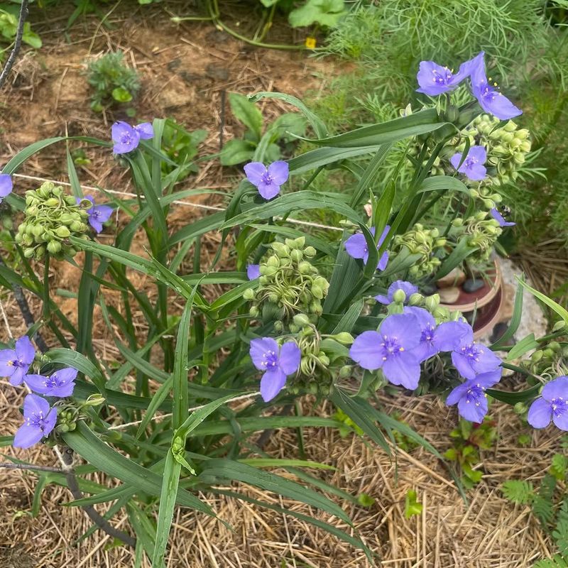 Add Mulch To Keep Roots Cool In Summer Add Mulch To Keep Roots Cool In Summer
