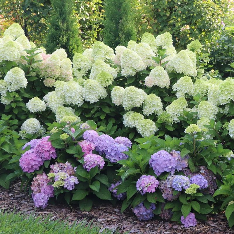 Add Mulch To Protect The Root Zone