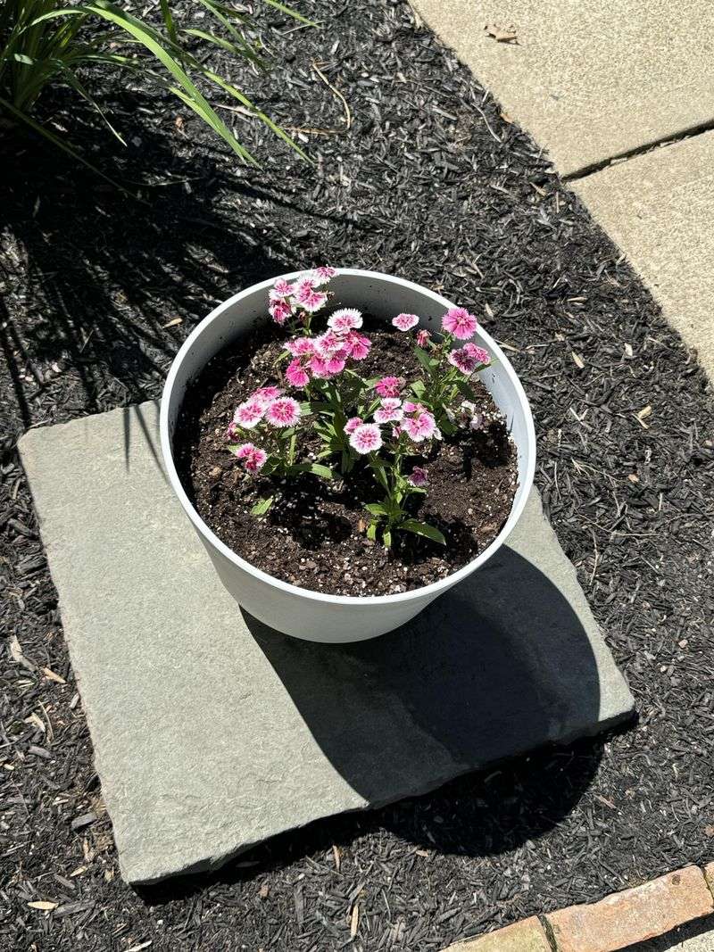 Add Mulch To Slow Container Drying