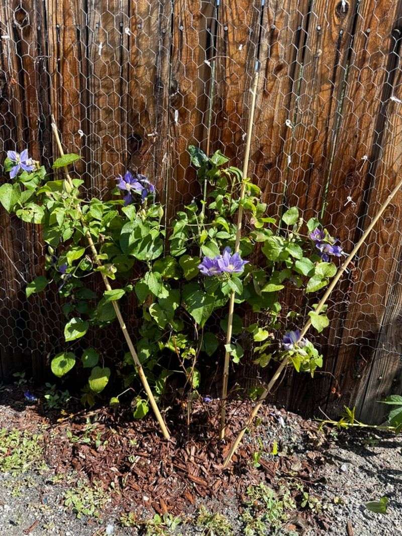 Add Mulch Without Piling It Against The Stem