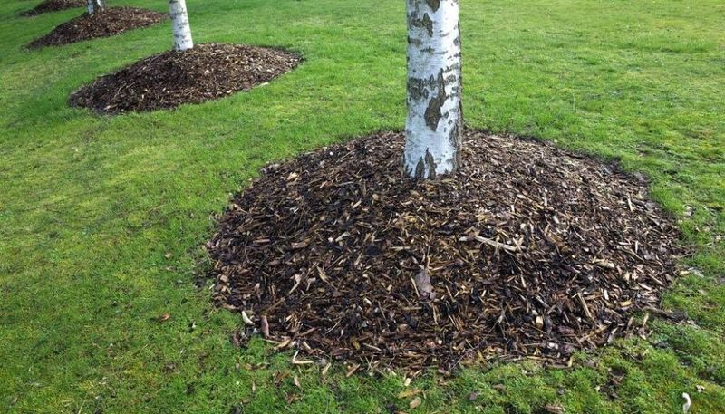Add Mulch Without Piling It On Stems Add Mulch Without Piling It On Stems