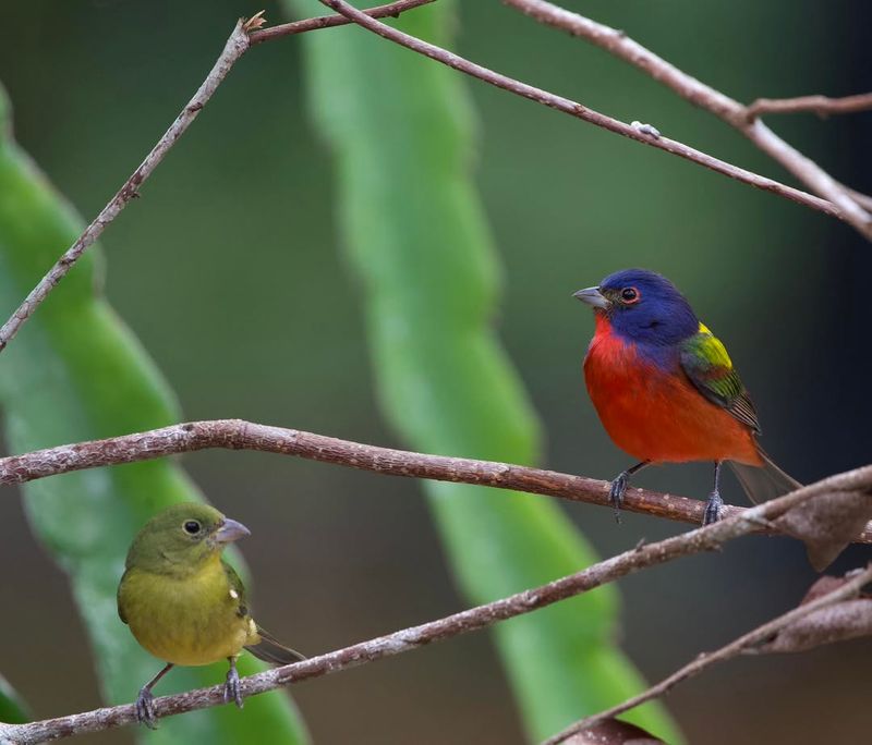Add Native Plants That Support Insects And Caterpillars