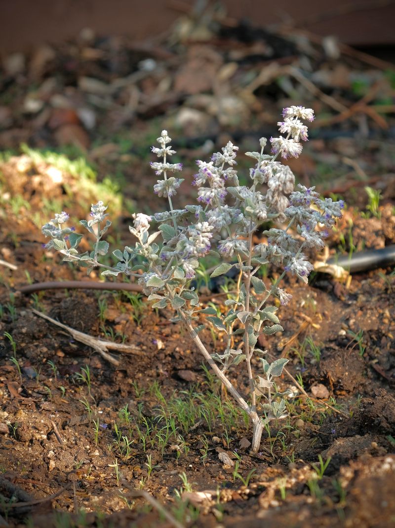 Add Native Shrubs For Shelter Add Native Shrubs For Shelter