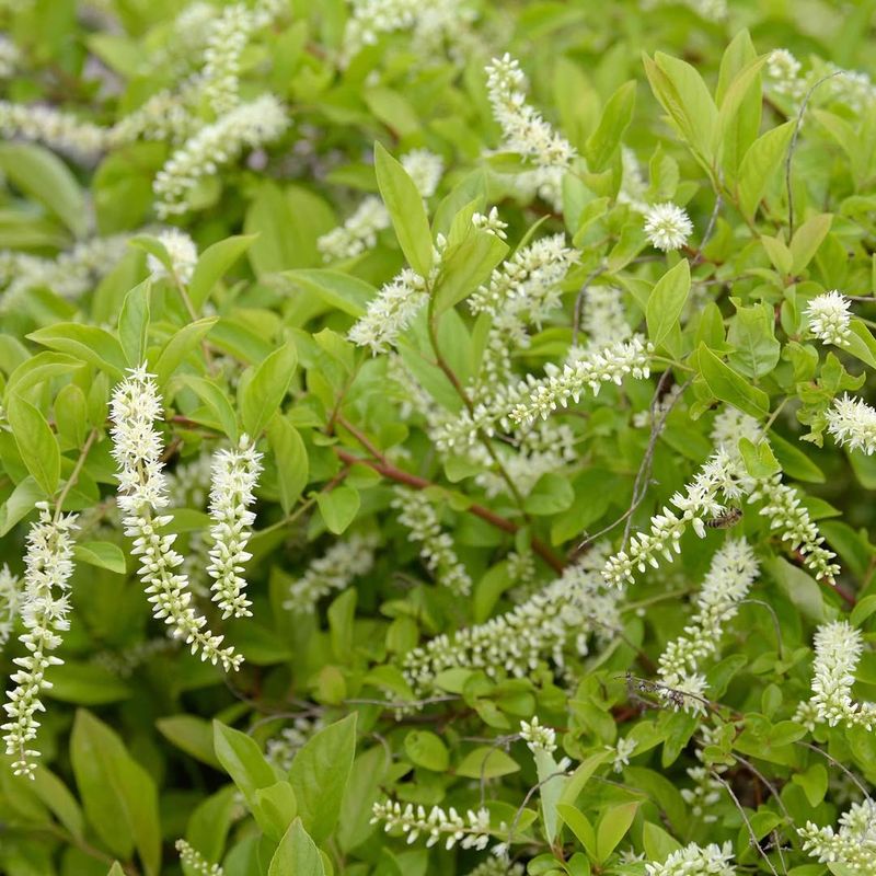 Add Native Shrubs That Create Cool Shaded Cover