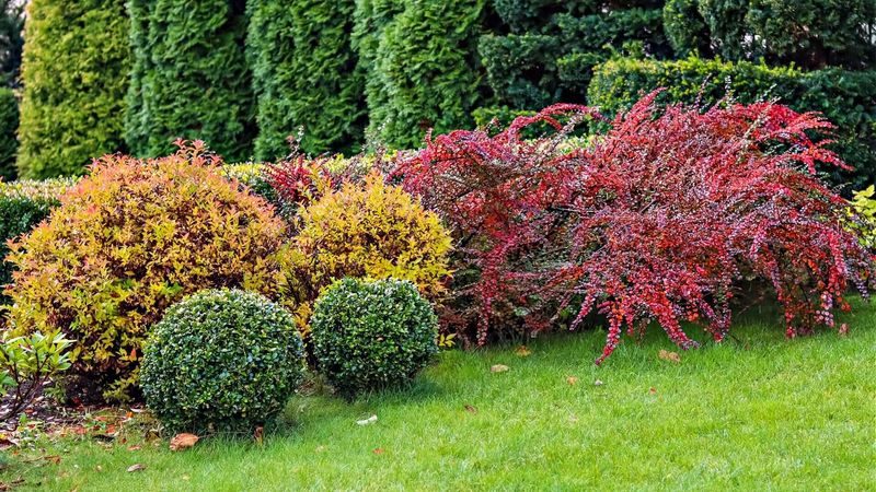 Add Nearby Native Shrubs For A Thicker Habitat Layer