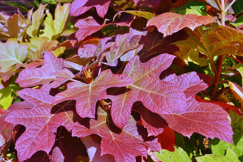 Add Oakleaf Hydrangea For Burgundy Leaves And Bold Texture