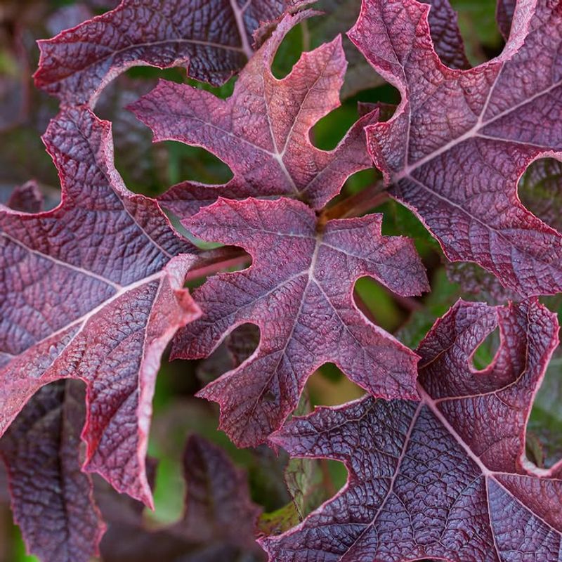 Add Oakleaf Hydrangea For Deep Red Fall Texture