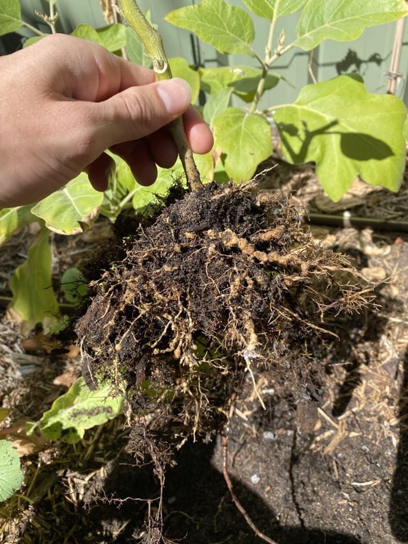 Add Organic Matter To Support Roots