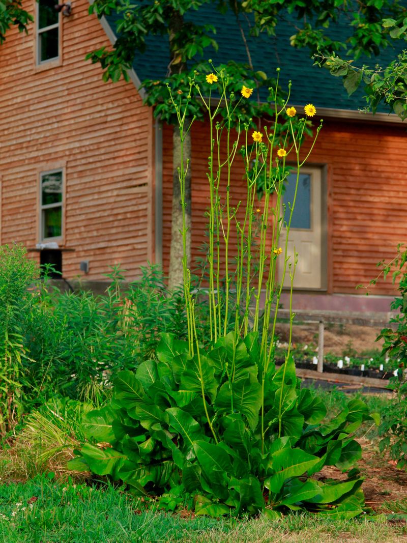 Add Prairie Dock Where Huge Leaves Can Shield The Soil
