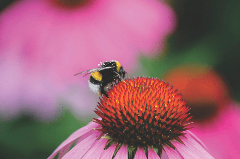Add Purple Coneflower Beyond The Deck