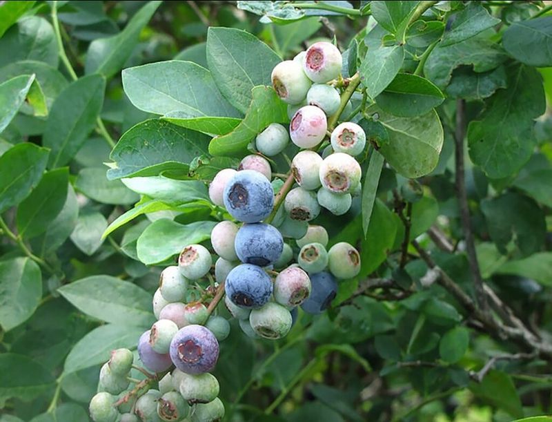 Add Rabbiteye Blueberries For Reliable Harvests