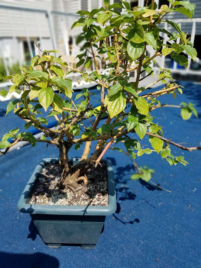 Add Red Twig Dogwood For Winter Color Add Red Twig Dogwood For Winter Color