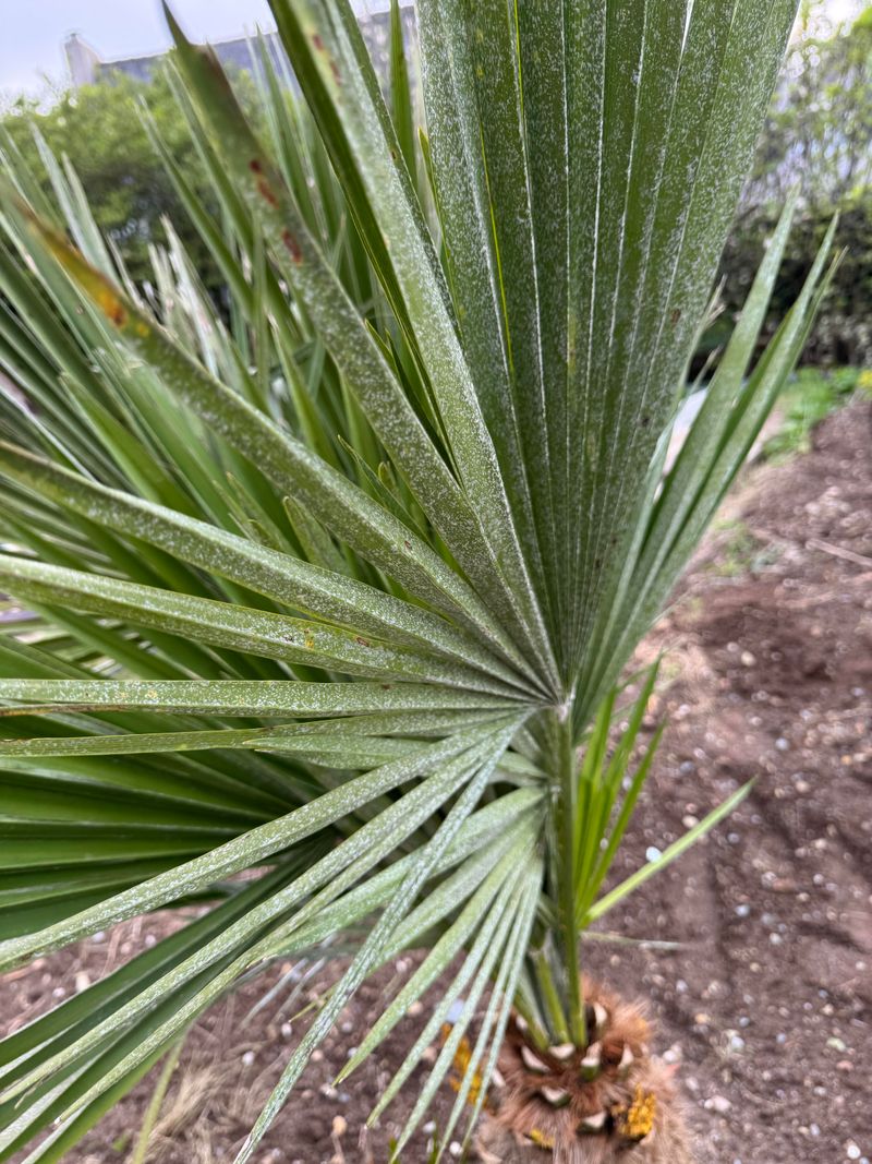 Add Saw Palmetto Away From Hunting Lanes