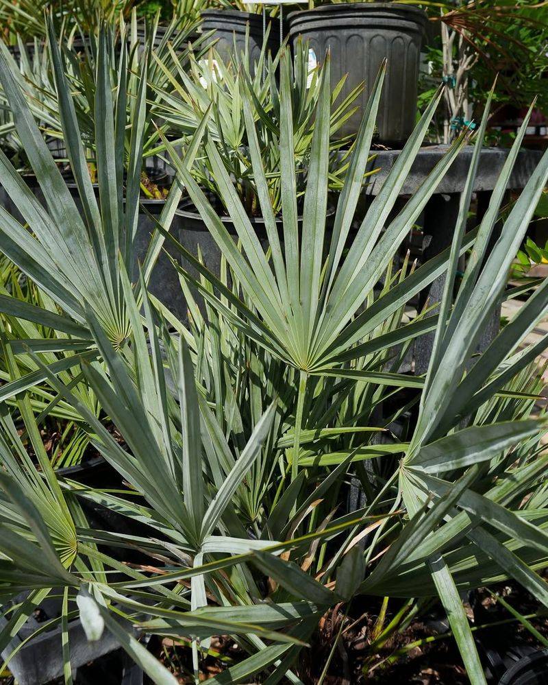Add Saw Palmetto For Hardy Coastal Backbone Add Saw Palmetto For Hardy Coastal Backbone