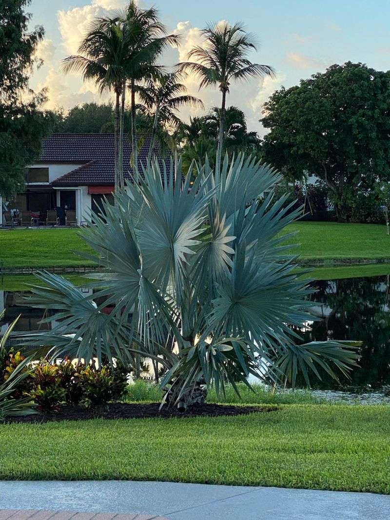 Add Silver Saw Palmetto For Drama Add Silver Saw Palmetto For Drama