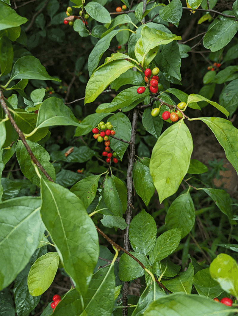 Add Spicebush For Birds And Butterflies Add Spicebush For Birds And Butterflies