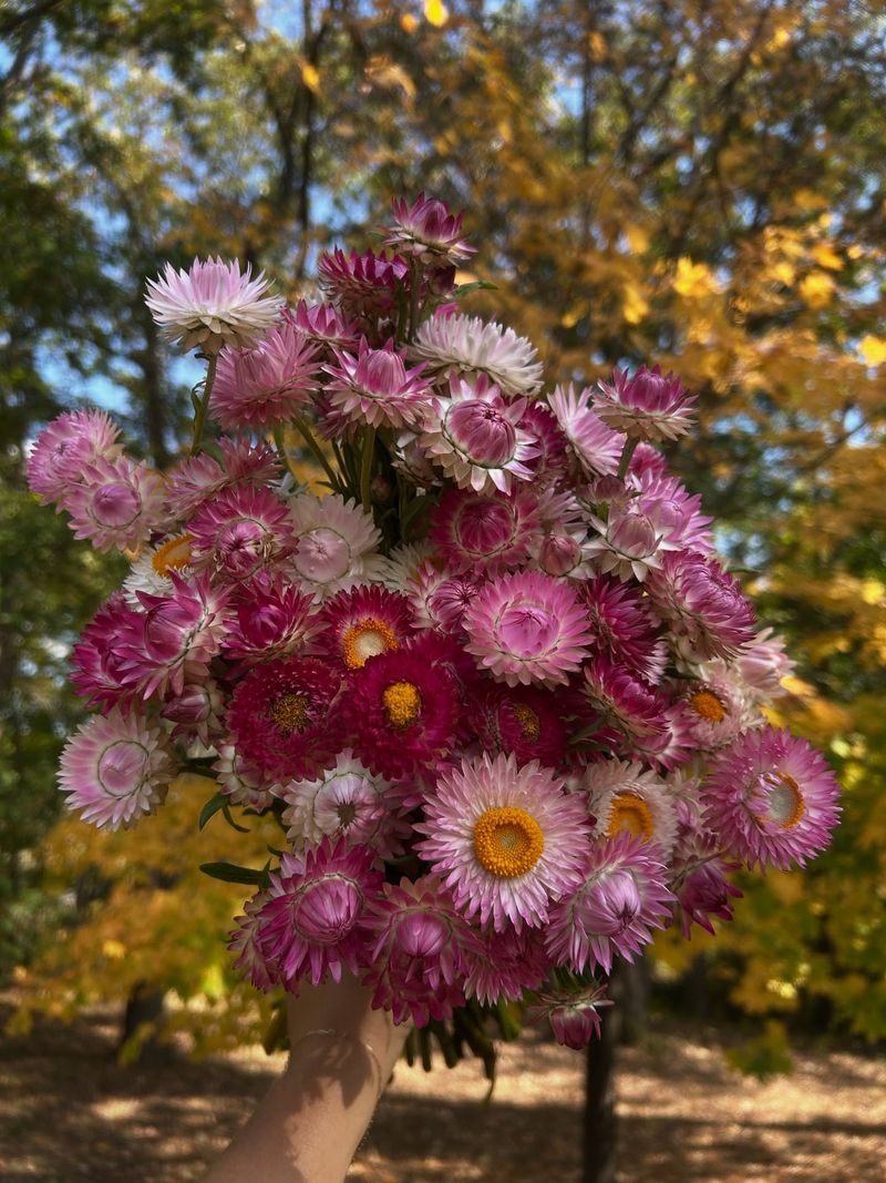 Add Strawflower For Papery Blooms That Last Beyond The Vase Add Strawflower For Papery Blooms That Last Beyond The Vase