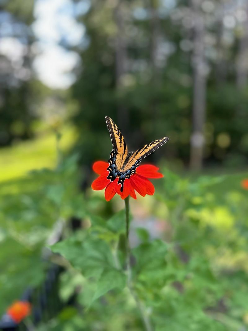 Add Tithonia For Tall Orange Color