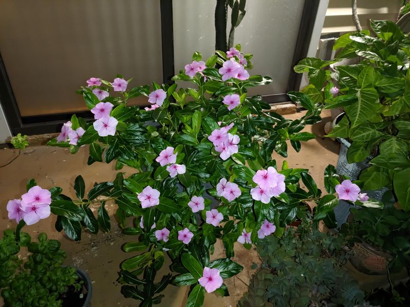Add Vinca To Keep Containers Colorful Longer