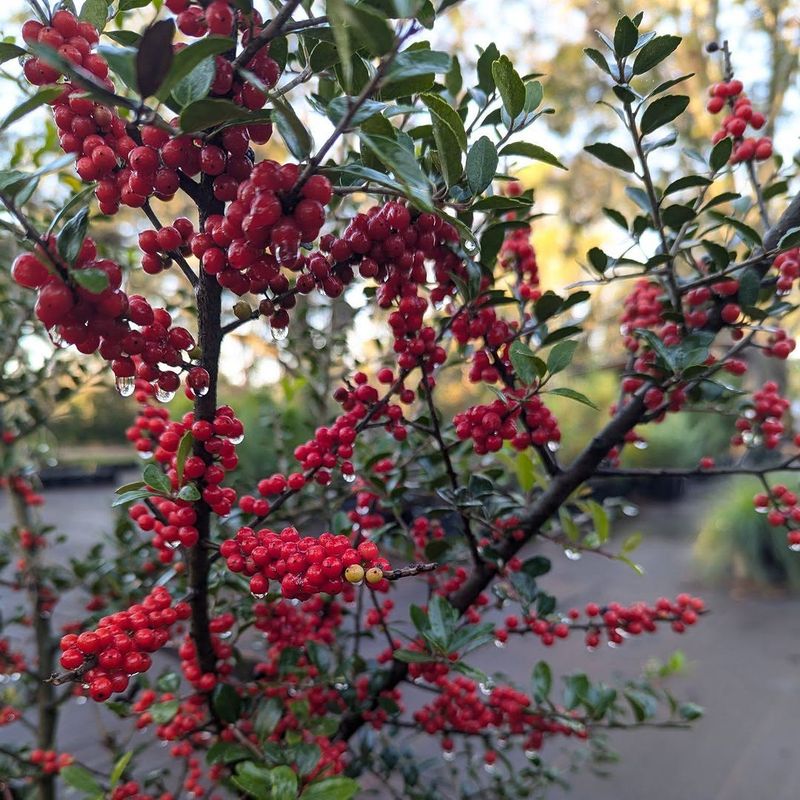 Add Yaupon Holly For Tidy Berries Add Yaupon Holly For Tidy Berries