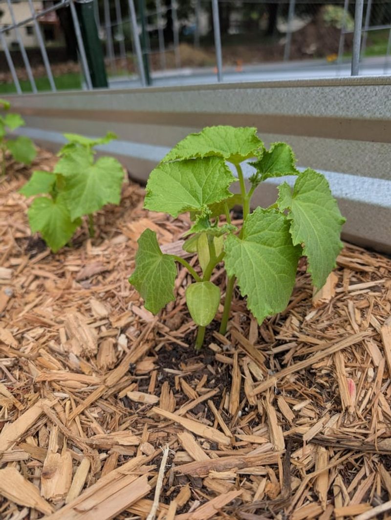 Adding Mulch Before Summer Heat Arrives