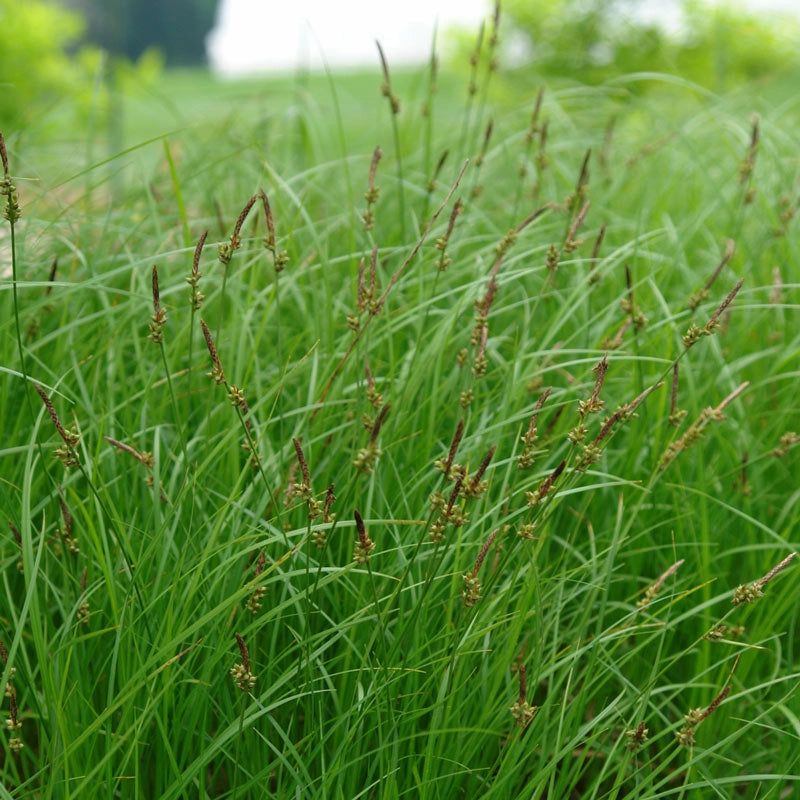Additional Benefits Beyond Weed Control