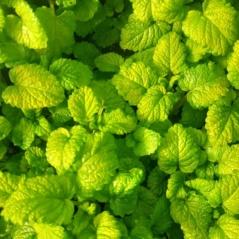 Adds Lush Greenery And Soft Texture To Patio Spaces Adds Lush Greenery And Soft Texture To Patio Spaces