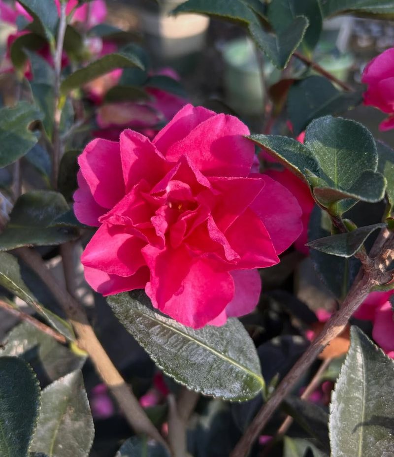 Adequate Watering During Dry Spells Adequate Watering During Dry Spells